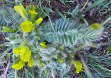 Astragalus pinetorum