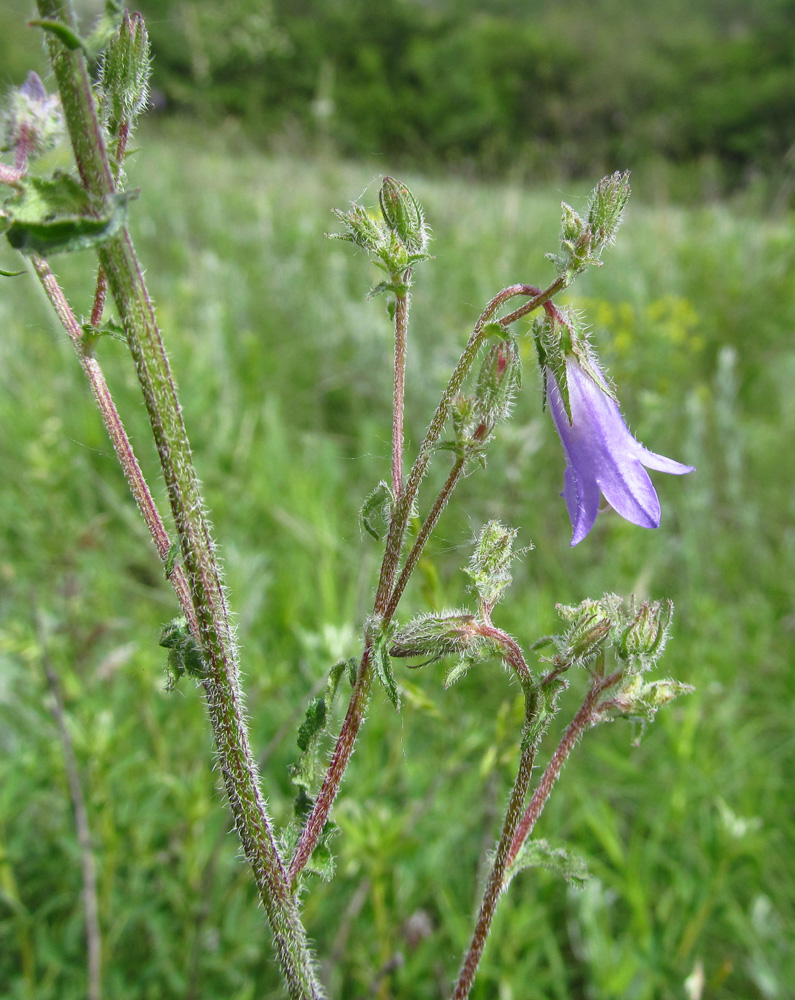 Image of Campanula sibirica specimen.