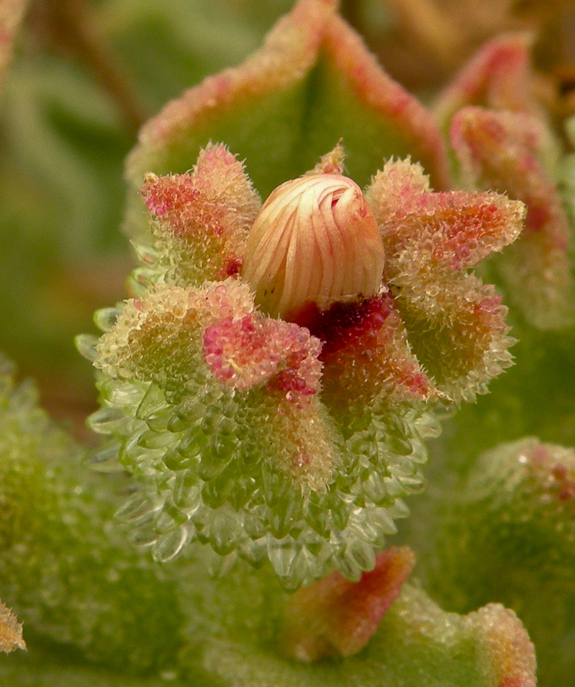 Image of Mesembryanthemum crystallinum specimen.