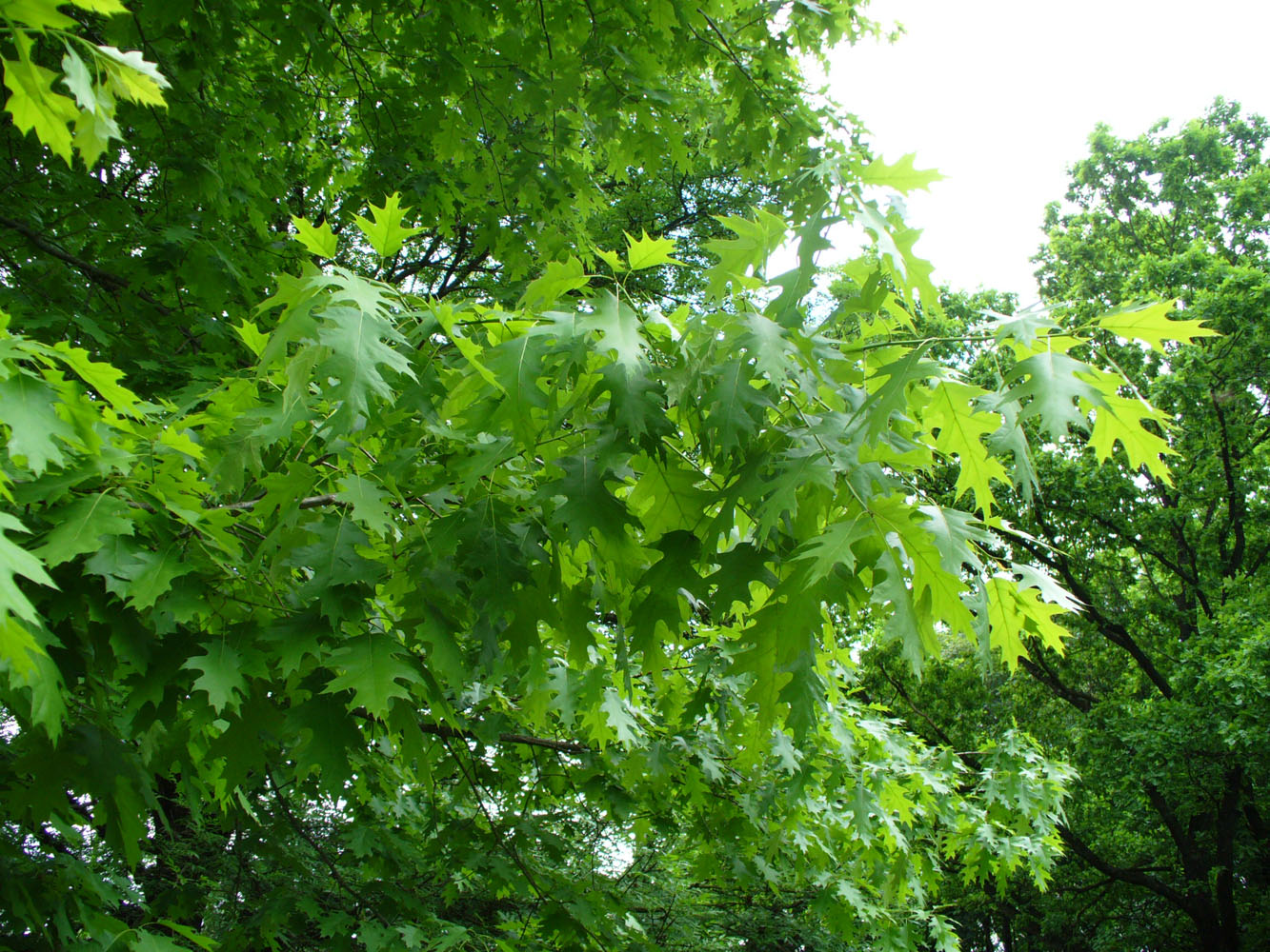 Image of Quercus rubra specimen.