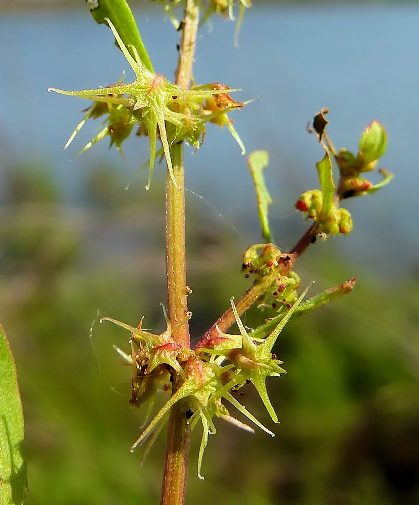 Изображение особи Rumex amurensis.