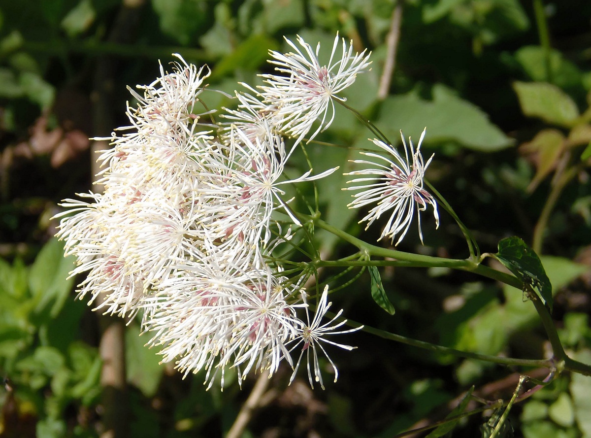 Image of Thalictrum aquilegiifolium specimen.