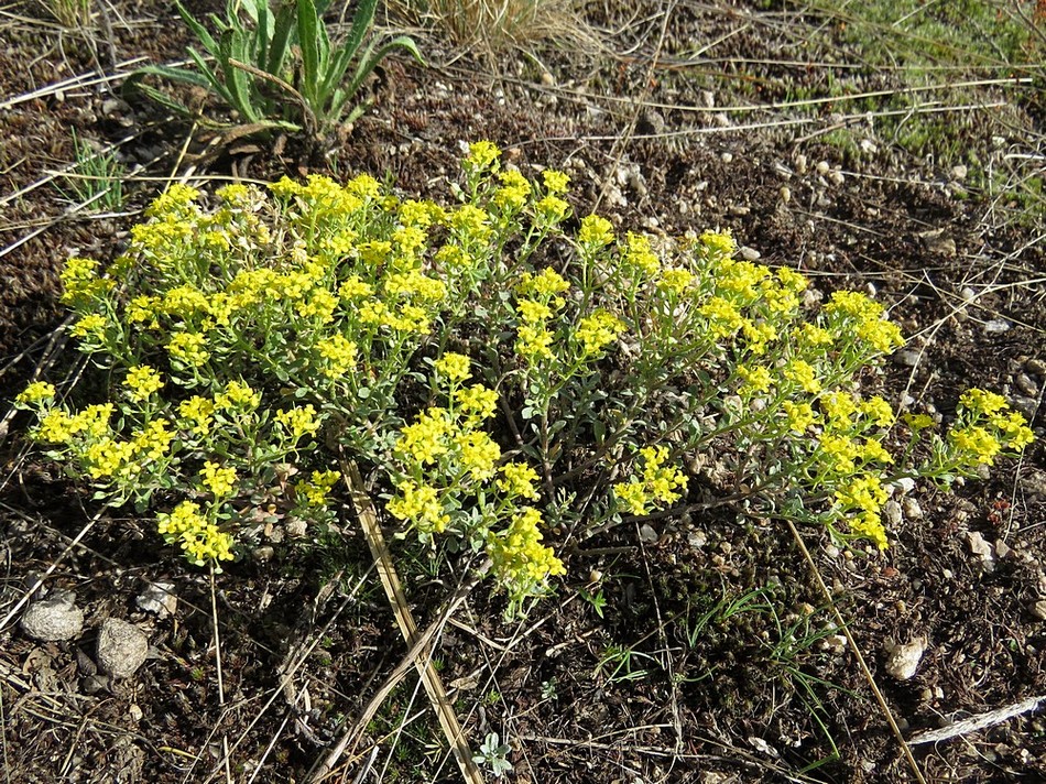 Image of Odontarrhena obovata specimen.