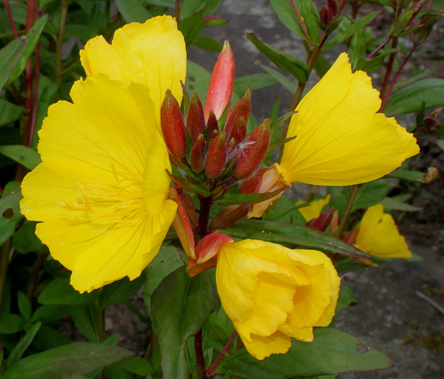 Image of Oenothera fruticosa specimen.