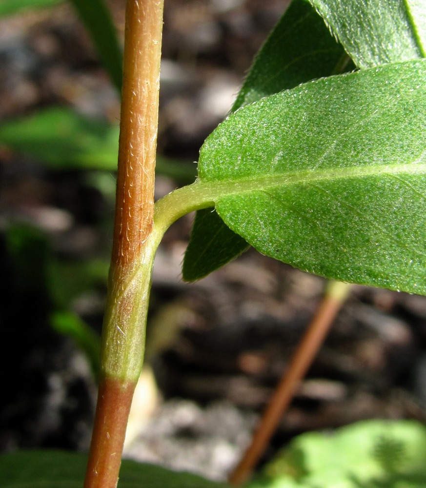 Image of Persicaria amphibia specimen.