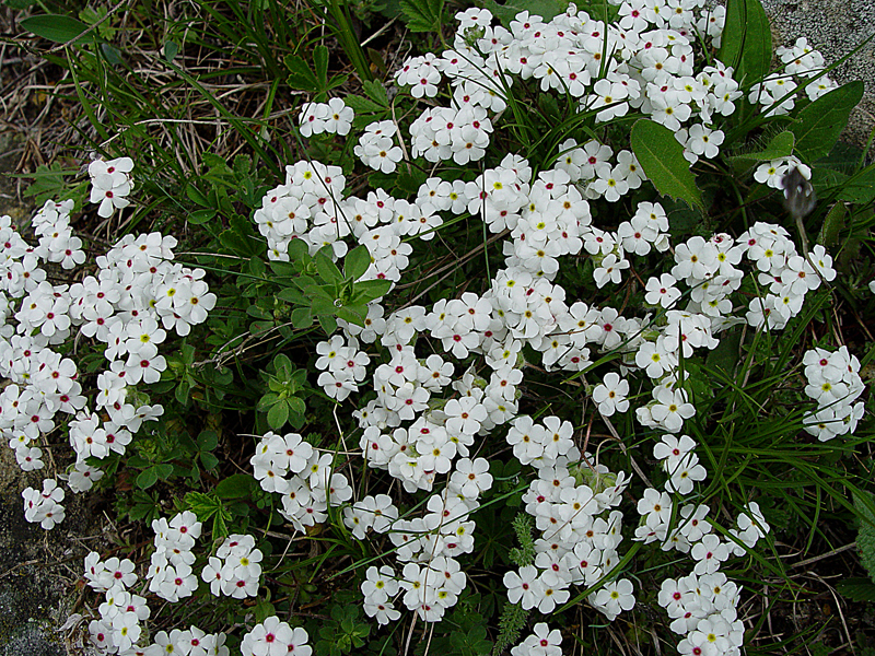 Image of Androsace barbulata specimen.