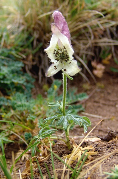 Image of Aconitum confertiflorum specimen.