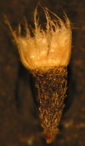 Image of Galinsoga quadriradiata specimen.