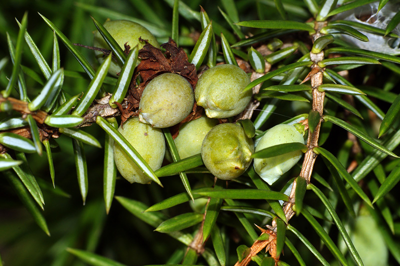 Изображение особи Juniperus communis.