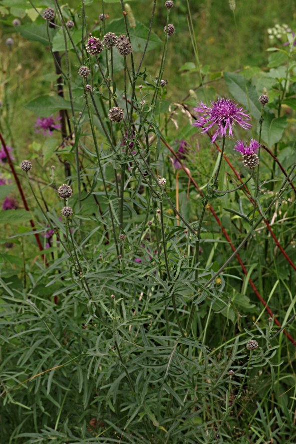 Image of Centaurea scabiosa specimen.