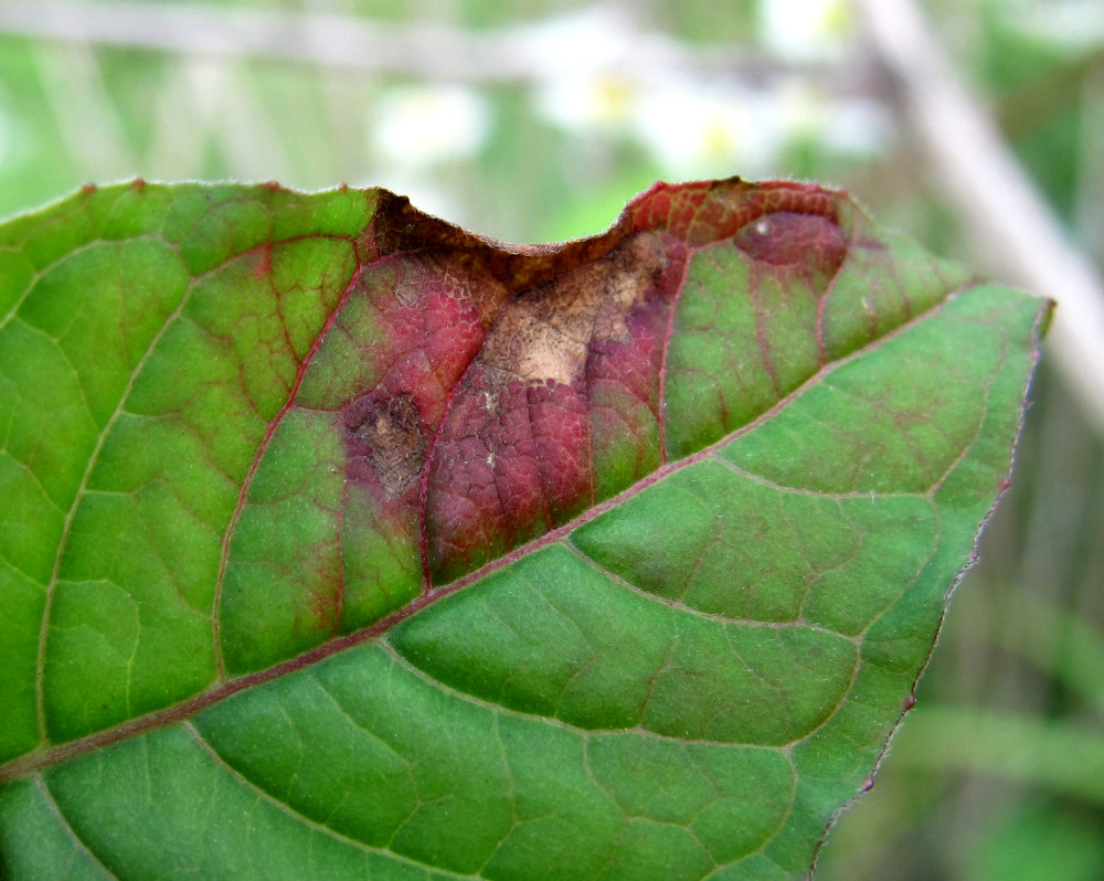 Image of Circaea lutetiana specimen.