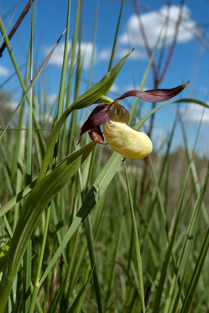 Изображение особи Cypripedium calceolus.