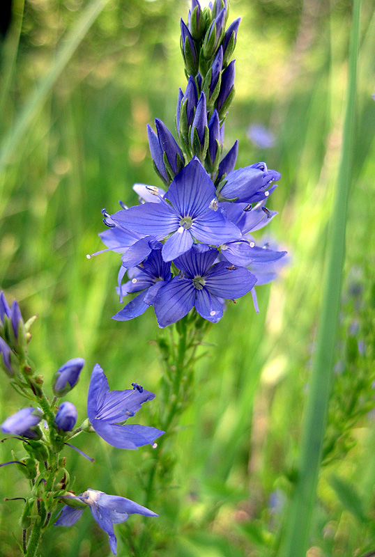 Image of Veronica teucrium specimen.