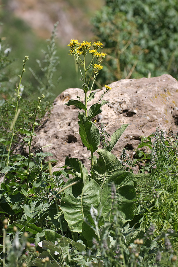 Image of Inula macrophylla specimen.