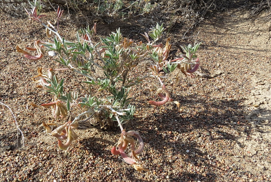 Image of Astragalus arcuatus specimen.