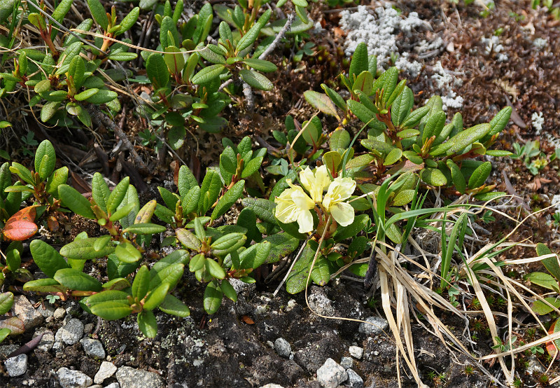 Image of Rhododendron aureum specimen.