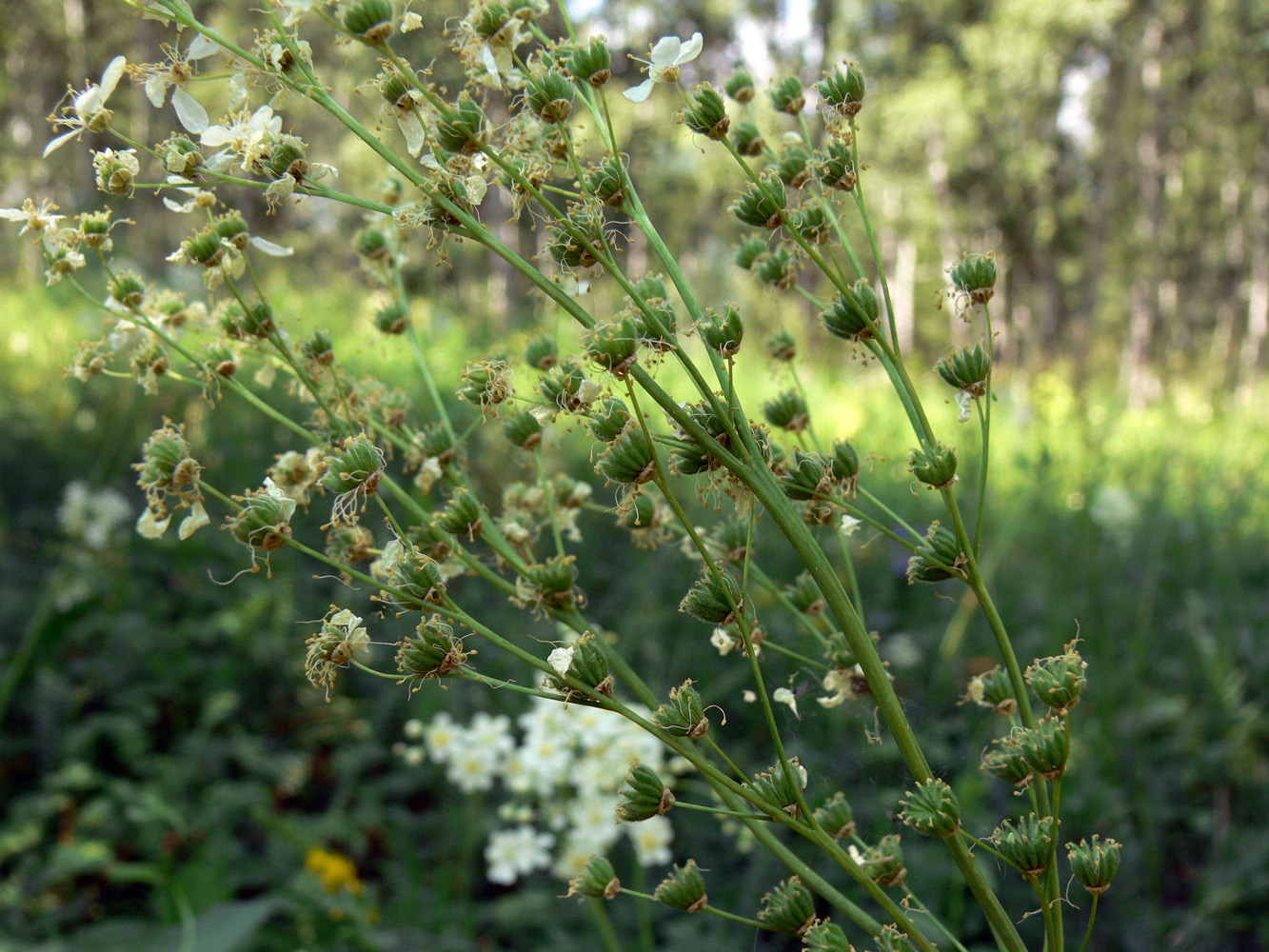 Image of Filipendula vulgaris specimen.