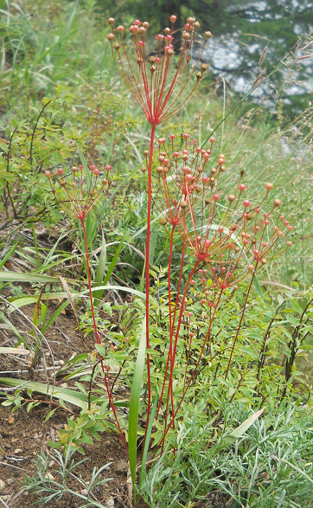 Image of Androsace septentrionalis specimen.