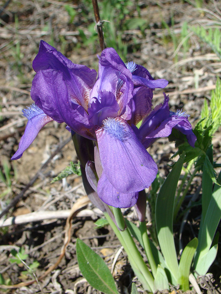 Image of Iris aphylla specimen.