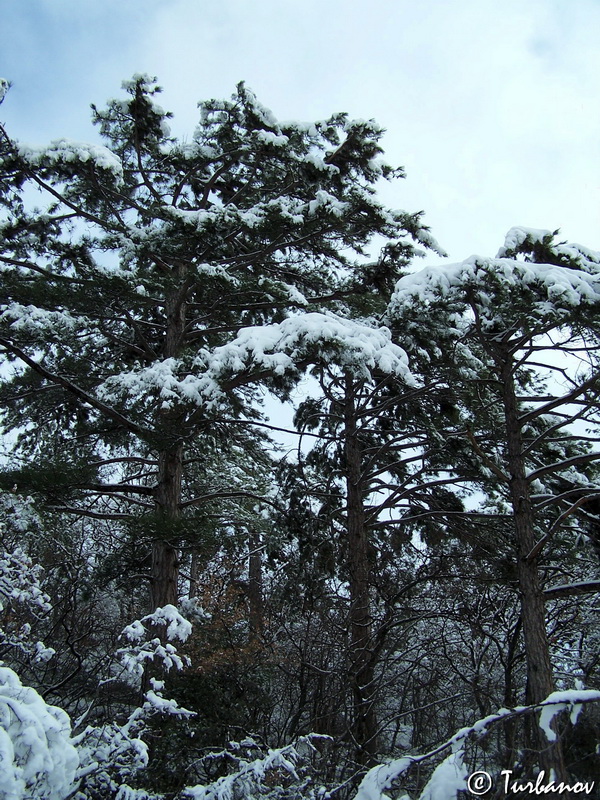 Изображение особи Pinus pallasiana.