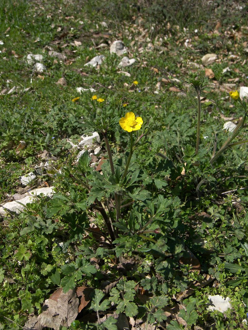 Image of Ranunculus aleae specimen.