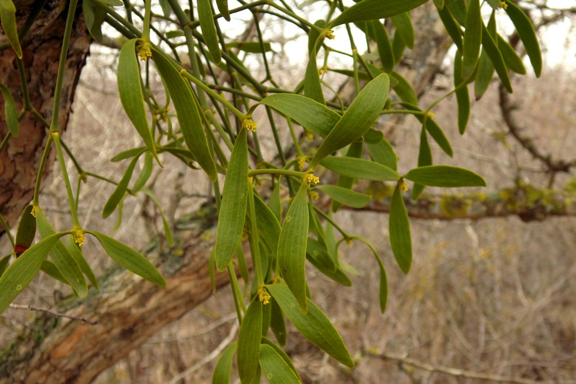 Image of Viscum album specimen.