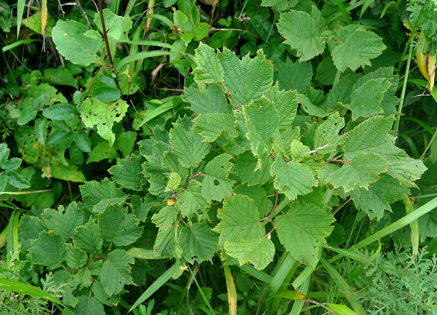 Image of Corylus heterophylla specimen.