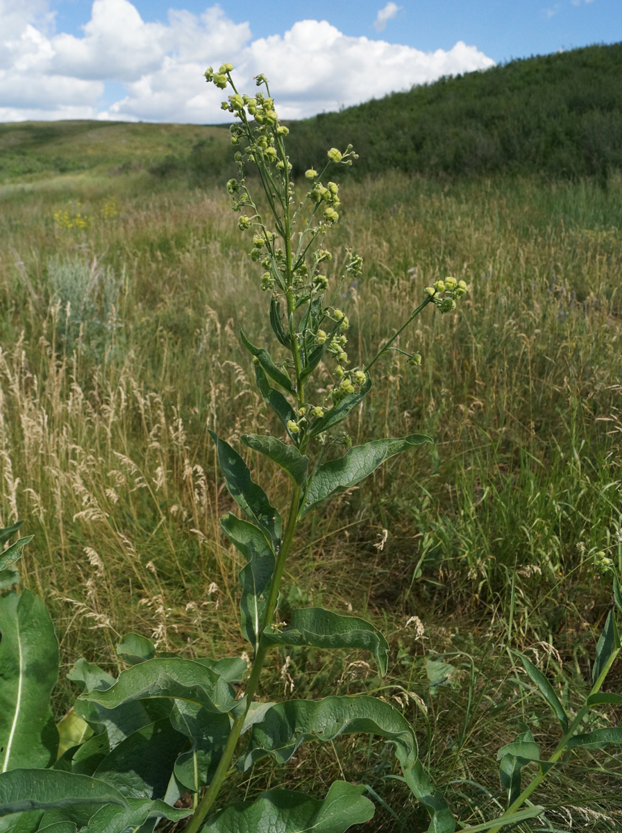 Image of Cynoglossum viridiflorum specimen.