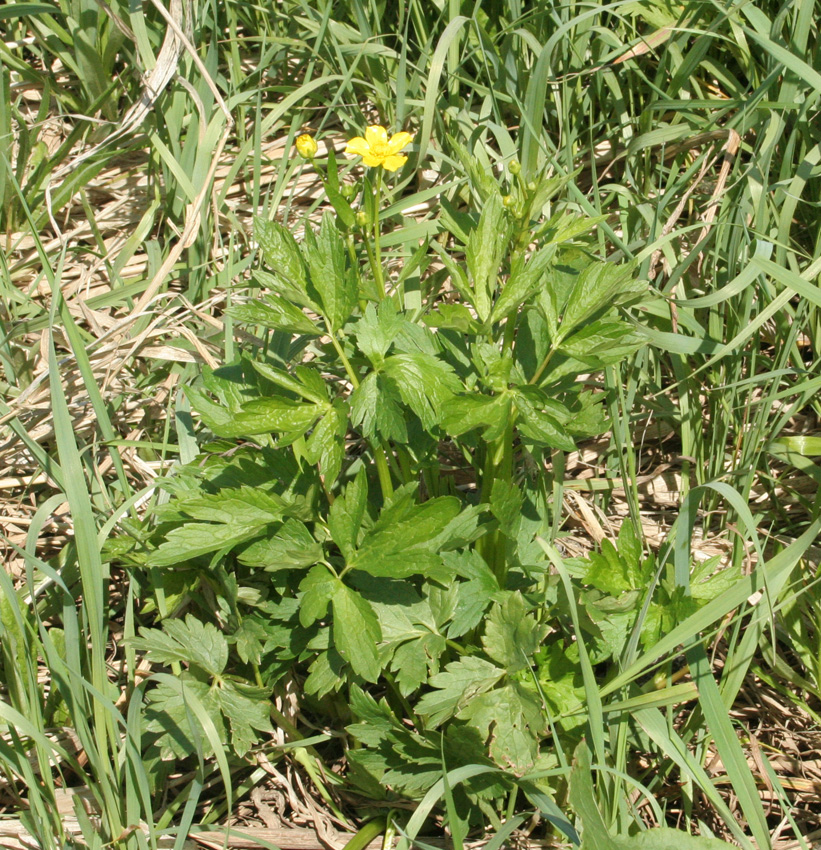 Изображение особи Ranunculus repens.