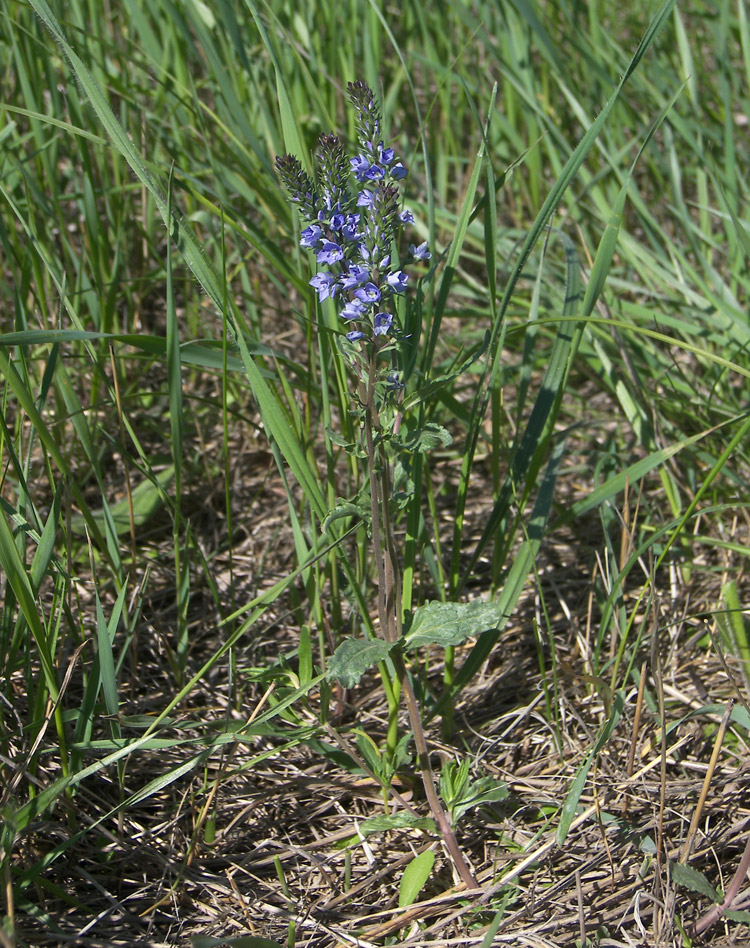 Image of Veronica prostrata specimen.