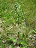 Eryngium planum