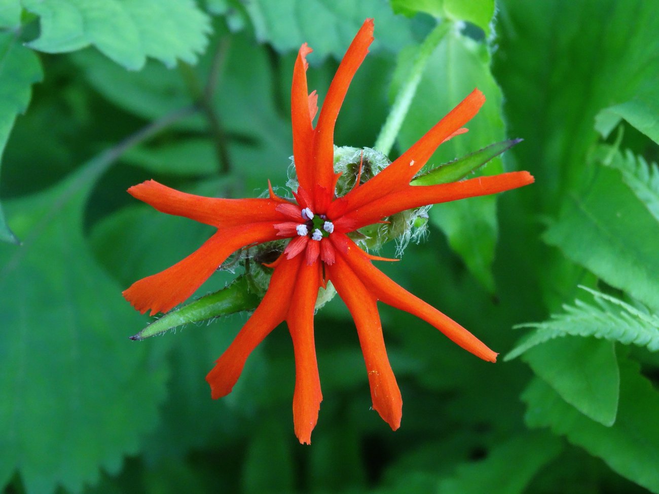 Image of Lychnis fulgens specimen.