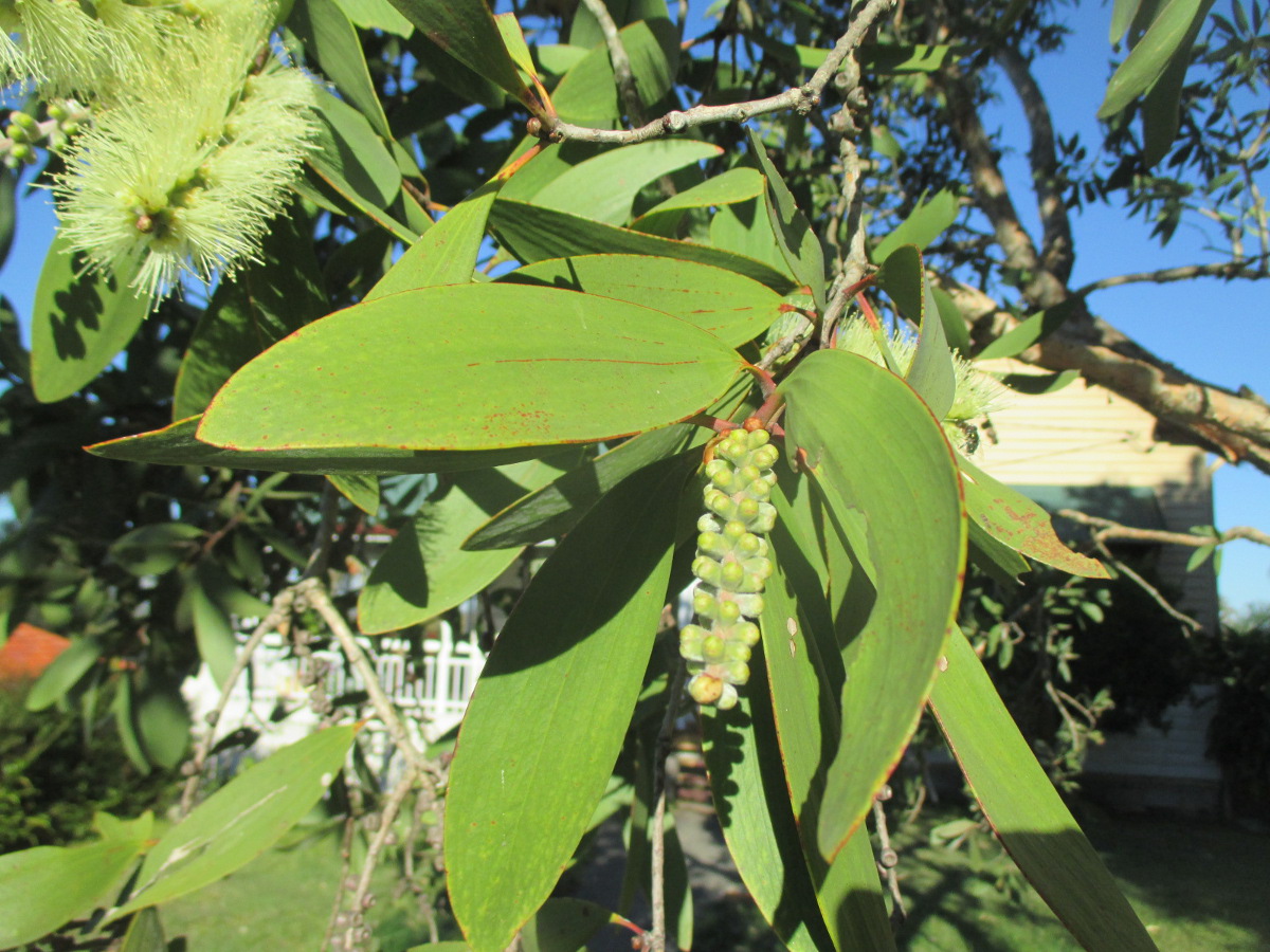 Image of Melaleuca quinquenervia specimen.