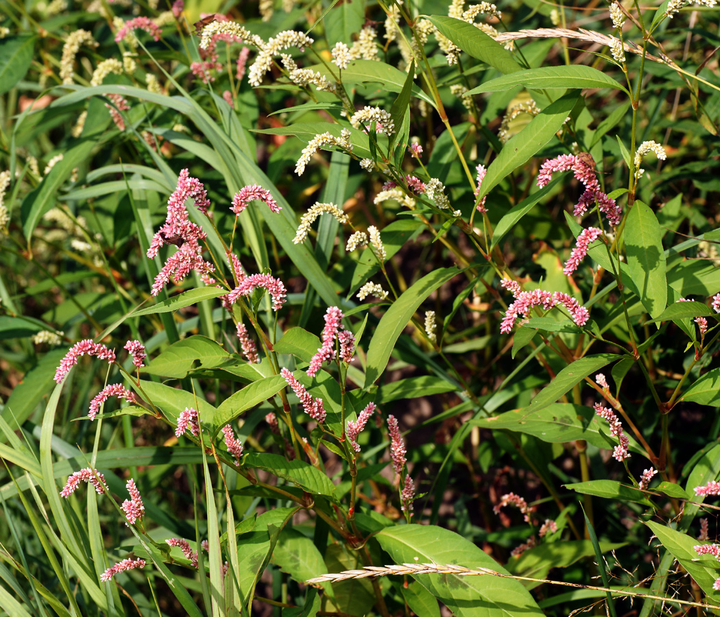 Image of Persicaria lapathifolia specimen.