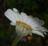 Pyrethrum poteriifolium