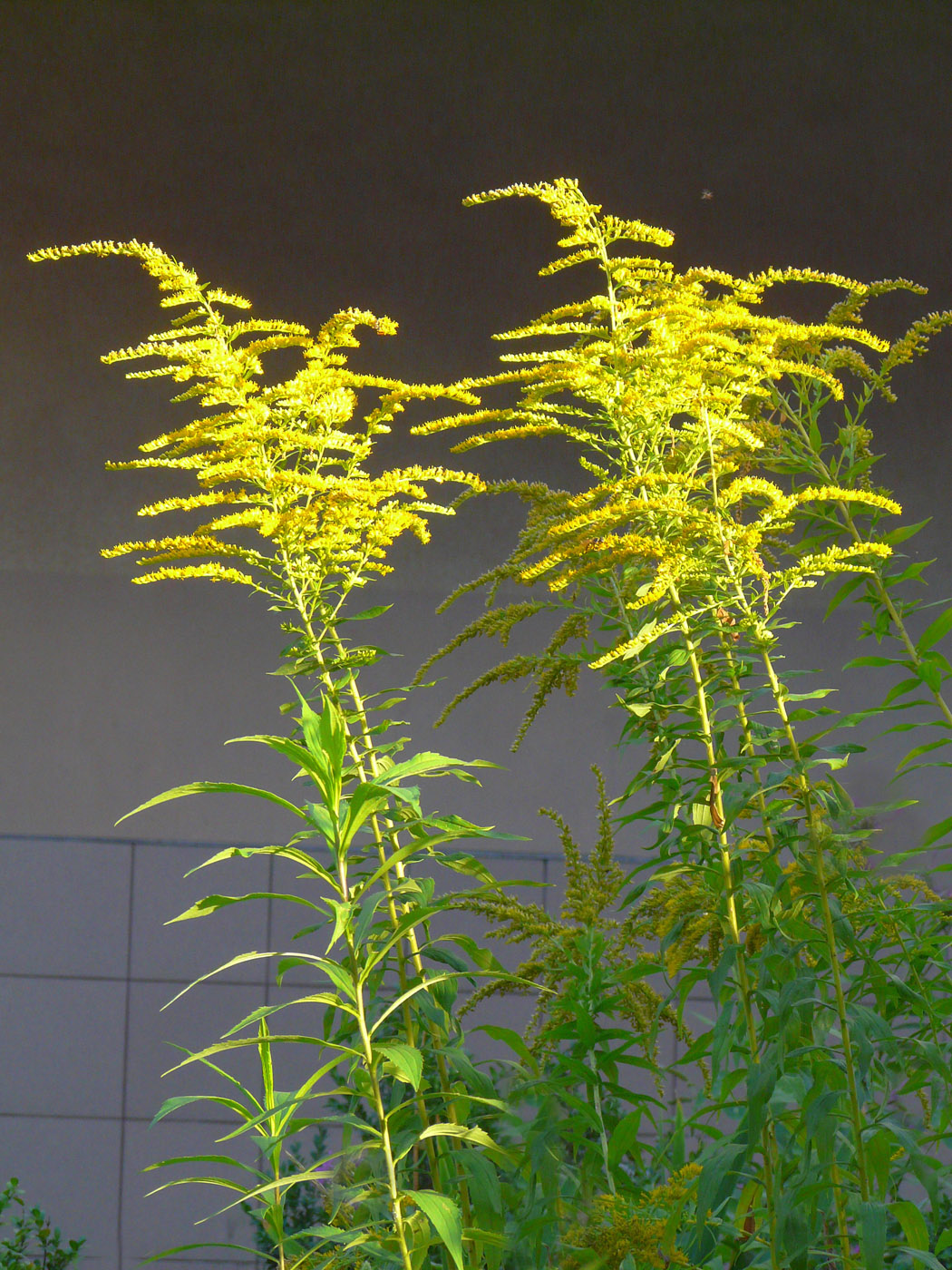 Image of Solidago canadensis specimen.