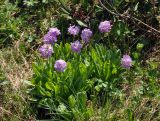 Primula auriculata