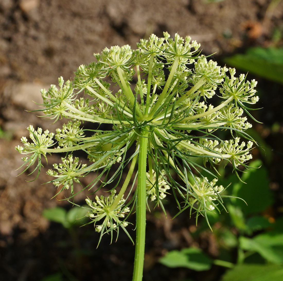 Изображение особи Daucus sativus.