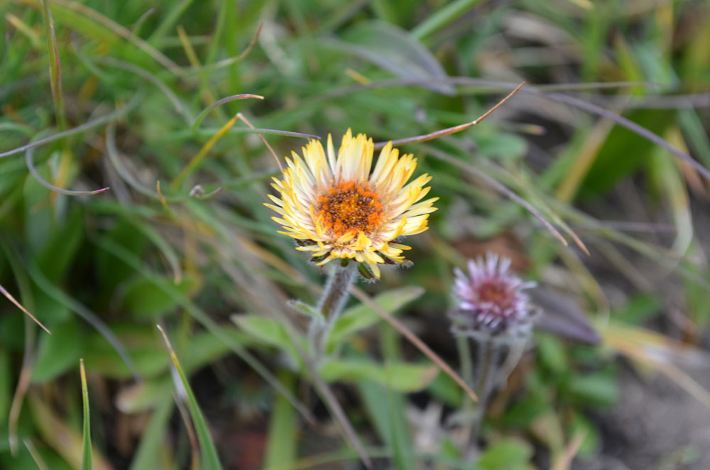 Image of Erigeron allochrous specimen.