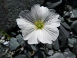 Cerastium lithospermifolium. Цветок. Республика Алтай, Усть-Коксинский р-н, природный парк \"Белуха\", долина р. Ярлу, граница нивального пояса, ≈ 2600 м н.у.м. 05.08.2016.