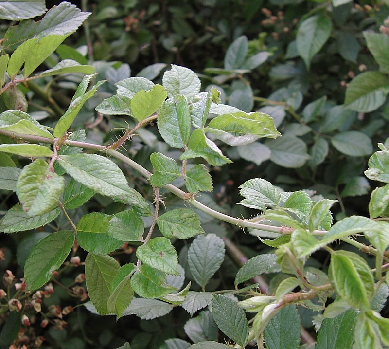 Image of Rosa multiflora specimen.