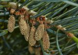 Abies concolor. Часть побега с микростробилами. Молдова, Кишинев, Ботанический сад АН Молдовы. 27.05.2015.