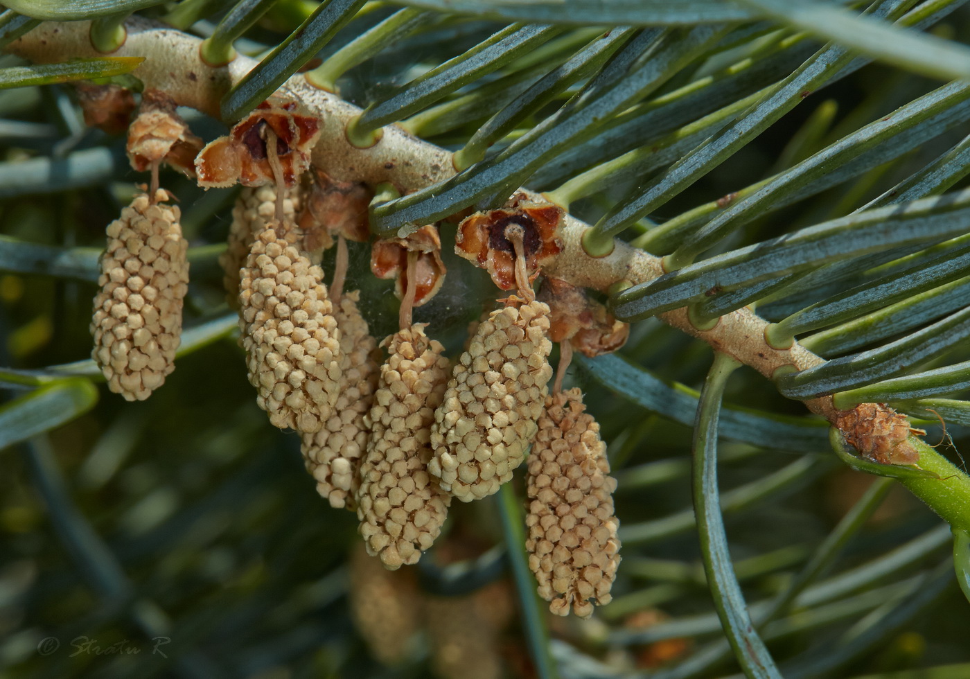 Image of Abies concolor specimen.