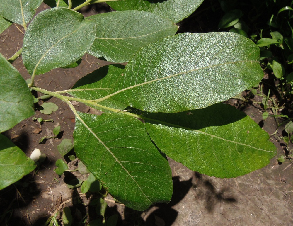 Image of Salix caprea specimen.