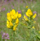 Lathyrus pratensis. Соцветия. Ямало-Ненецкий автономный округ, г. Надым, пустырь на северной окраине зоны застройки. 13 июля 2016 г.