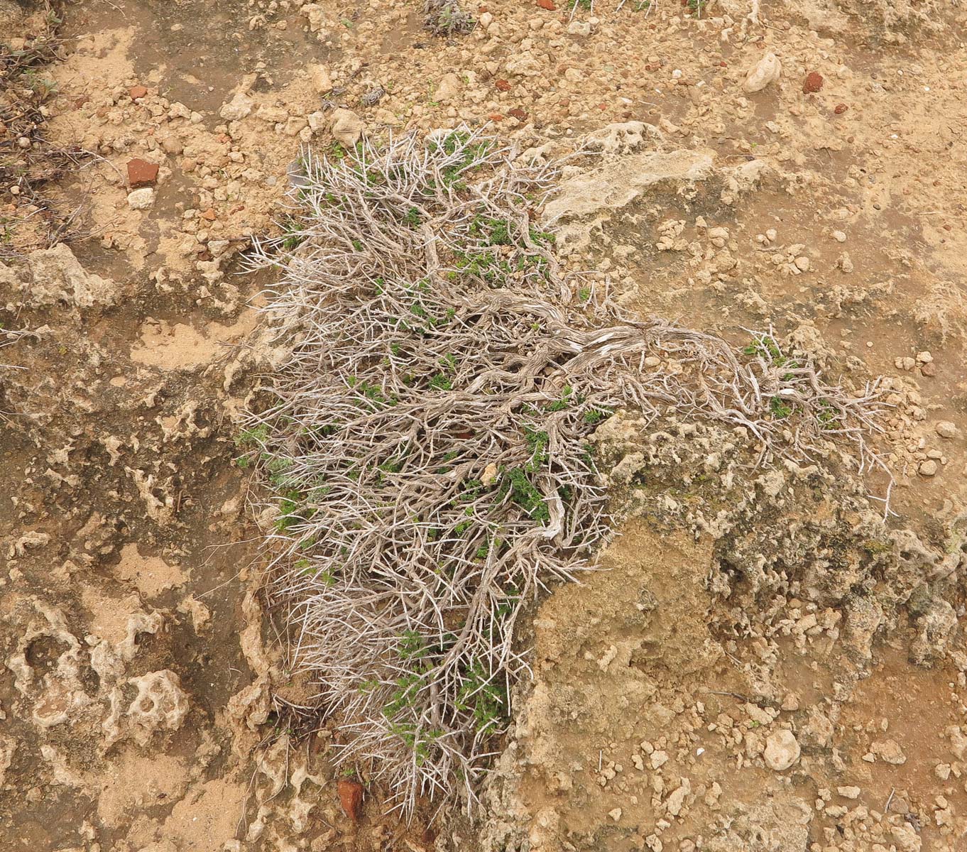 Image of Thymbra capitata specimen.