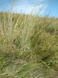 Artemisia campestris