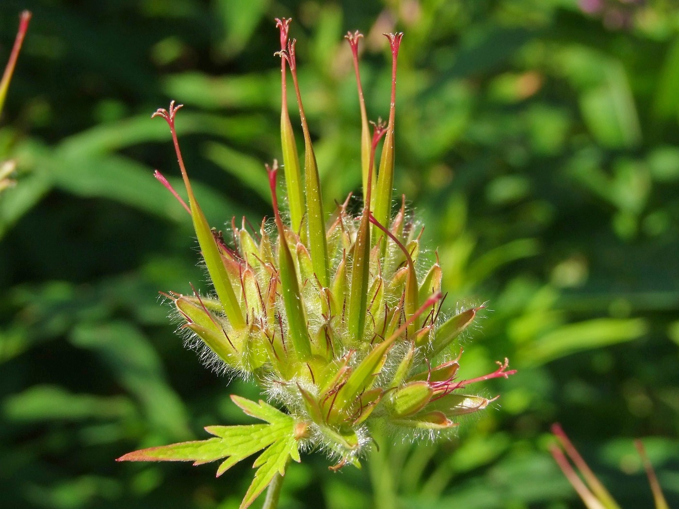 Image of Geranium erianthum specimen.