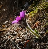 Pulsatilla patens. Цветущее растение. Пермский край, Лысьвенский р-н, долина р. Чусовой, крутой склон камня Дужной. 02.05.2017.