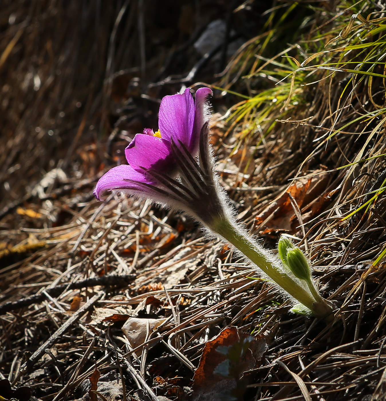 Image of Pulsatilla patens specimen.